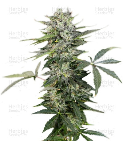 Roadrunner Autoflowering — Dinafem Seeds