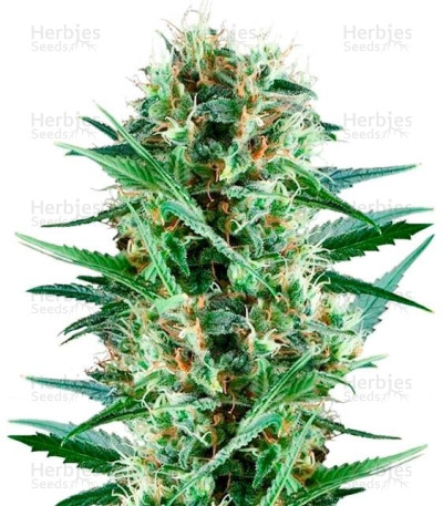 Royal Cookies