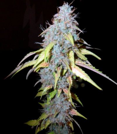 Auto Northern Lights — Pyramid Seeds