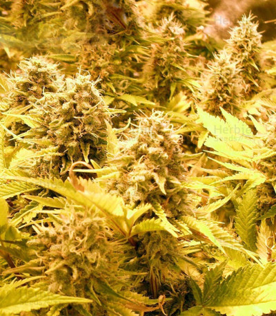 Choc-Matic Auto — Dr Krippling Seeds
