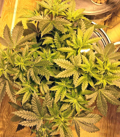 Money Bush — Heavyweight Seeds
