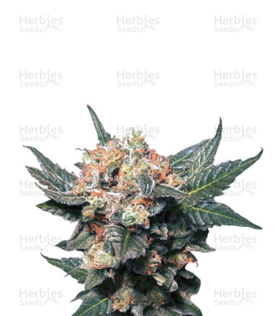 Big Band — Kannabia Seeds