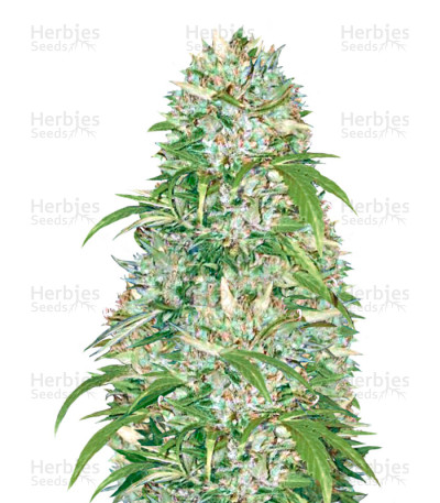 Big Angel Auto