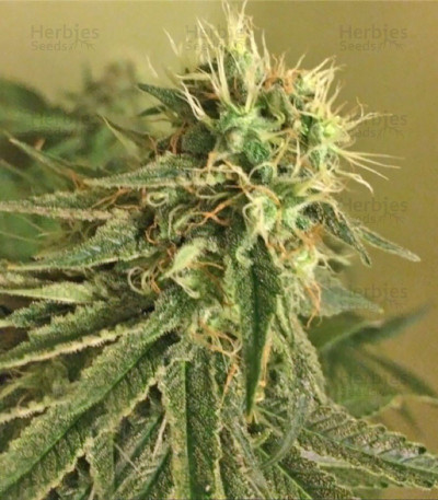 Blue Kripple — Dr Krippling Seeds