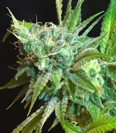 Pineapple Kush — Royal Queen Seeds