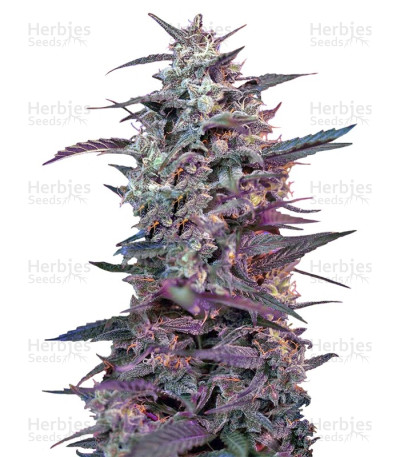 Bloody Skunk Auto