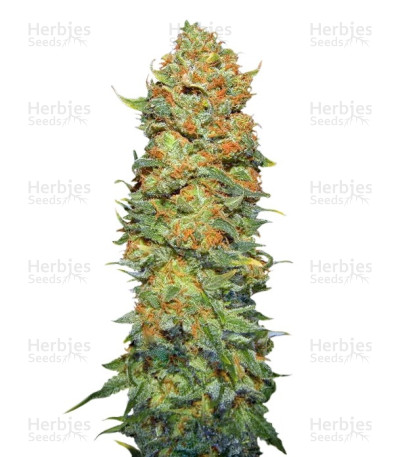 Pure Power Plant Regular — Nirvana Seeds