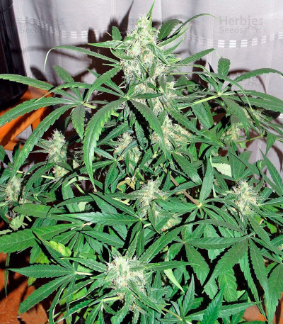 Auto Wembley — Pyramid Seeds