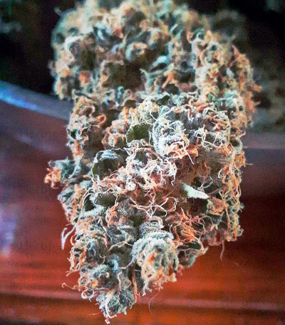 Bubble Gum — 00 Seeds