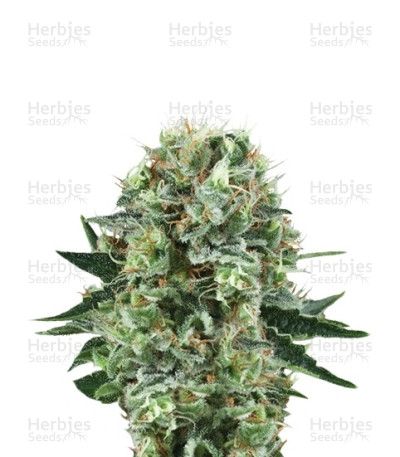 Bubble Kush