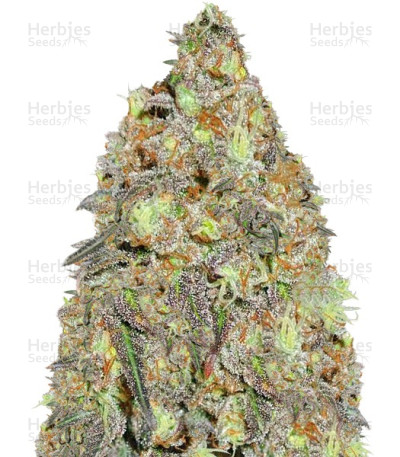Critical Chronic regular seeds` — Sumo Seeds
