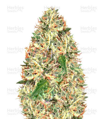 Delhi Cheese Auto — Vision Seeds