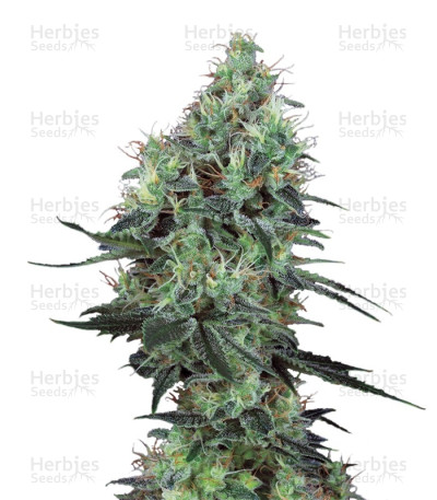Electric Lemon G — T.H. Seeds