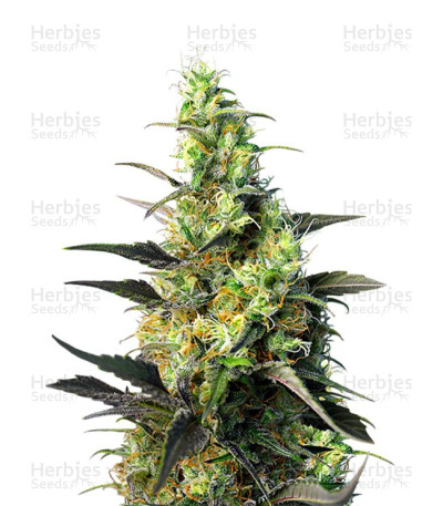 Ice Cool CBD — Sweet Seeds