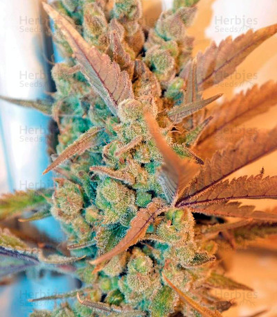 Deep Cheese — Dinafem Seeds