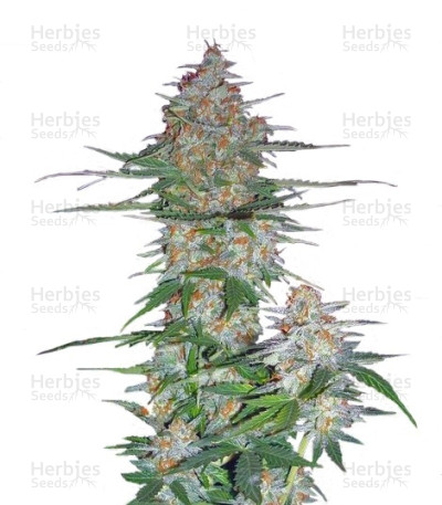 60 Day Wonder Autoflower — DNA Genetics