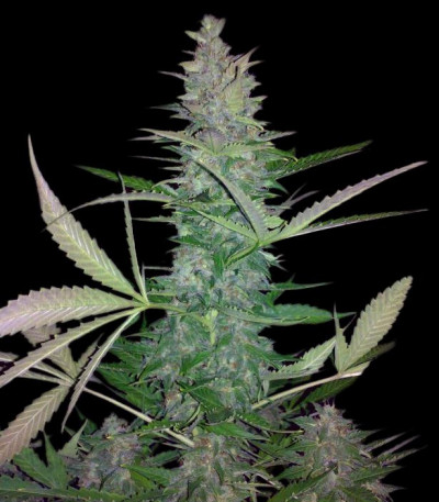 Maxi Haze Auto feminized seeds for sale: information and reviews - Herbies