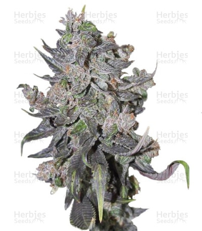 Blue Mystic Auto