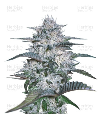 Currant Kush