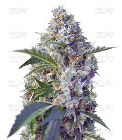 Indigo Berry Kush