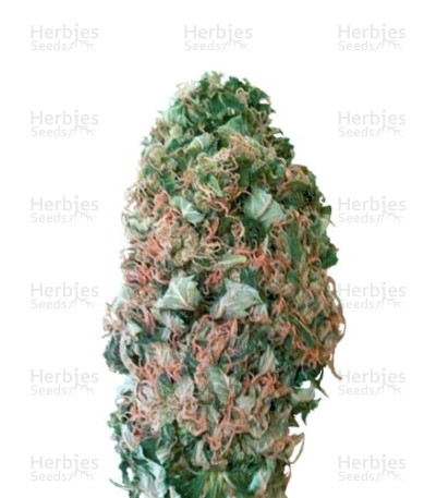 MR.Fix — VIP Seeds