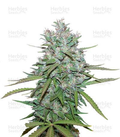Northern Lights #5 X Haze