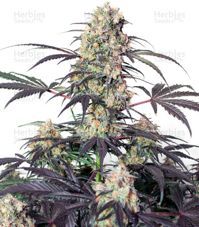 Passion Fruit — Dutch Passion