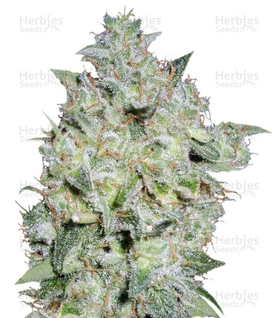 Afghan Kush Special