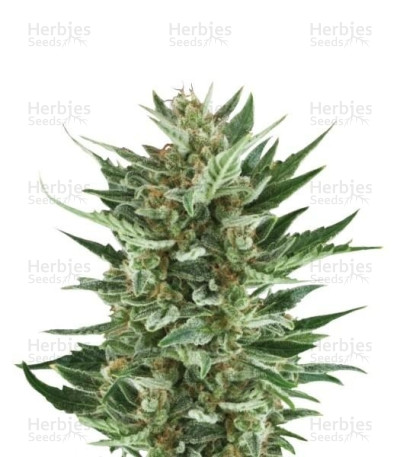 Royal Cheese Auto