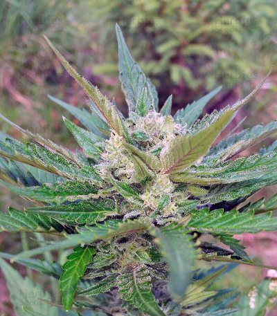 Sweet Cheese Auto — Sweet Seeds