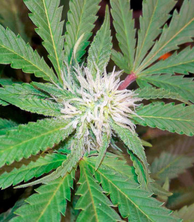 Chocolate Kush feminized seeds for sale - Herbies