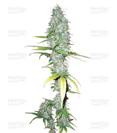 Afghani #1