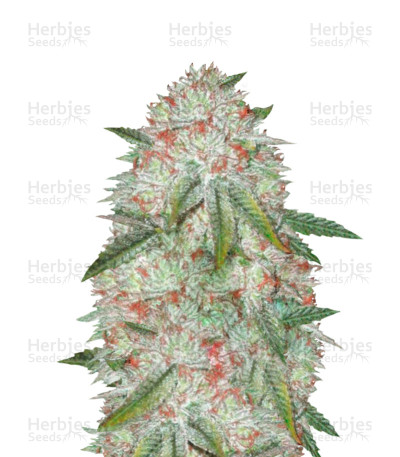 Chocodope Auto