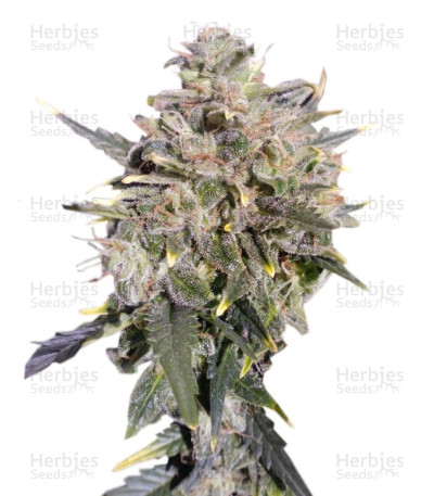 Buddha White Dwarf Auto