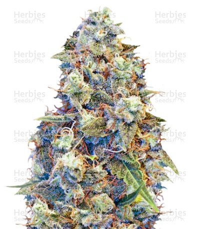 ICED Grapefruit fem — Female Seeds