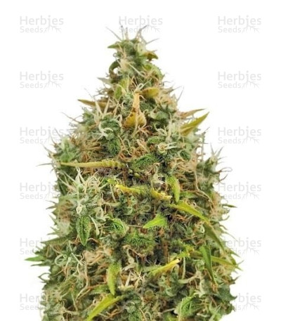 Royal AK Auto