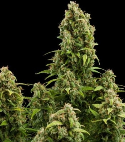 Diesel Automatic — Royal Queen Seeds