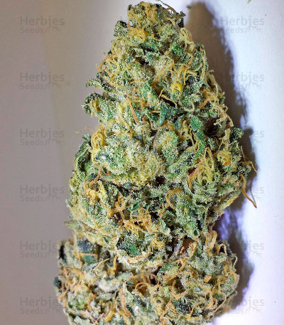 Lost Coast Skunk Auto — Humboldt Seeds Organization