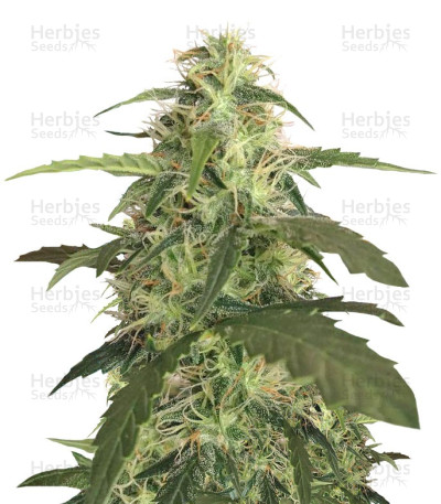 Blue Pyramid Auto