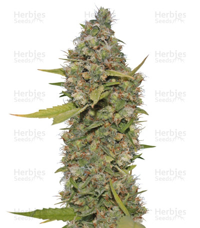 CBD Critical Cure — Barney's Farm