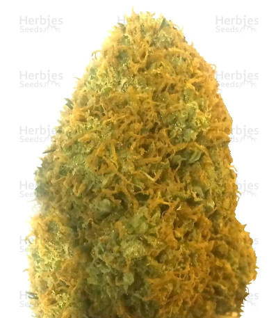 Champion — Heavyweight Seeds