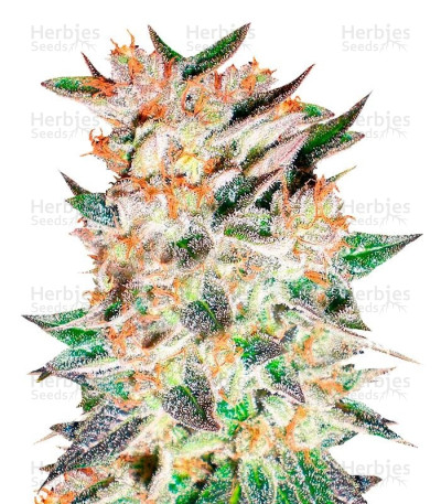 Delicious Candy Auto