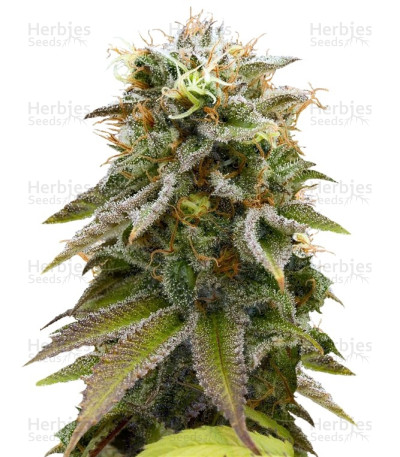 Lemon Thai Kush