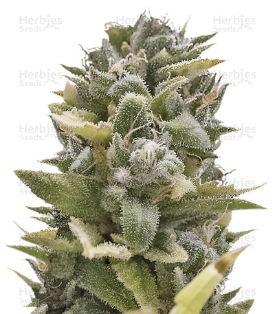 OG Kush Auto