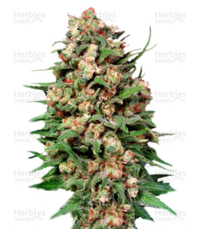 Skunk