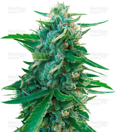 Sugar Black Rose — Delicious Seeds