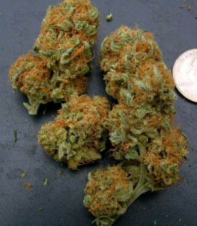 Northern Light Blue — Delicious Seeds
