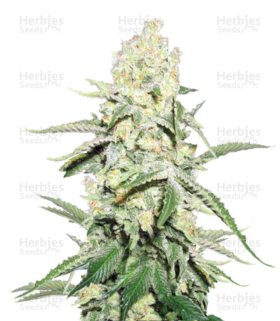 La Blanca Gold Auto — Vision Seeds