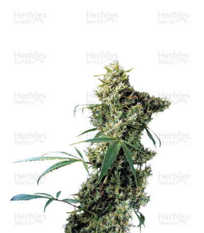 Super Silver — Dinafem Seeds