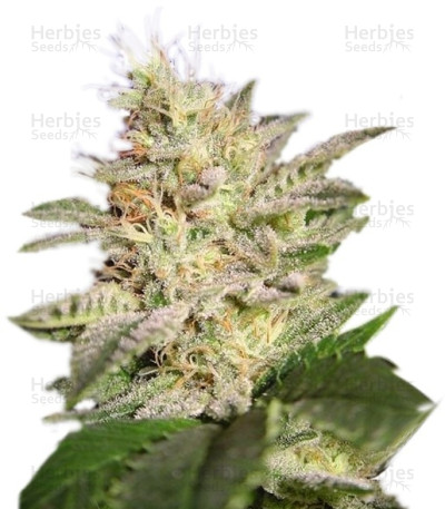 AllKush